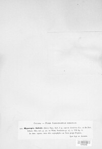 Sordaria fimicola image
